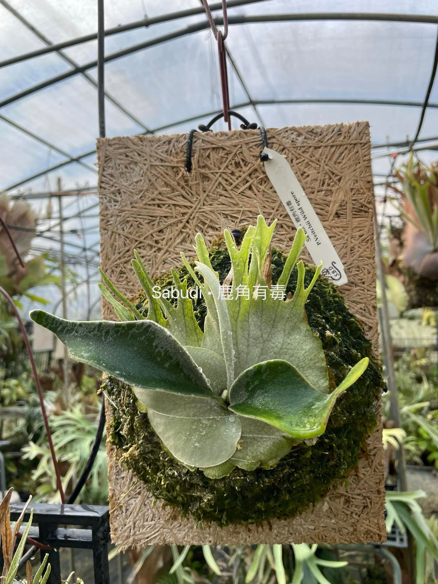 Platycerium Veitchii spores - Iconic Growth | Unique Plant – HCorchids