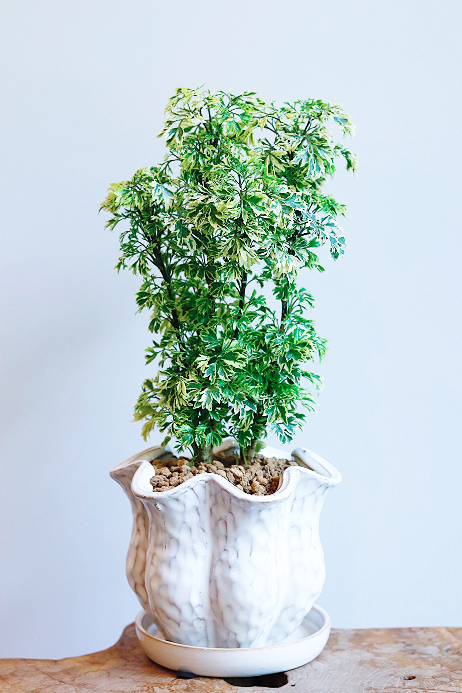 商品一覧｜観葉植物・花器・植木鉢などの園芸用品なら Hana-koyomi