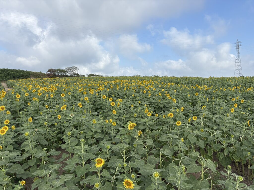 8月16日ひまわりの開花情報 | 観光農園 花ひろば｜愛知県南知多町の