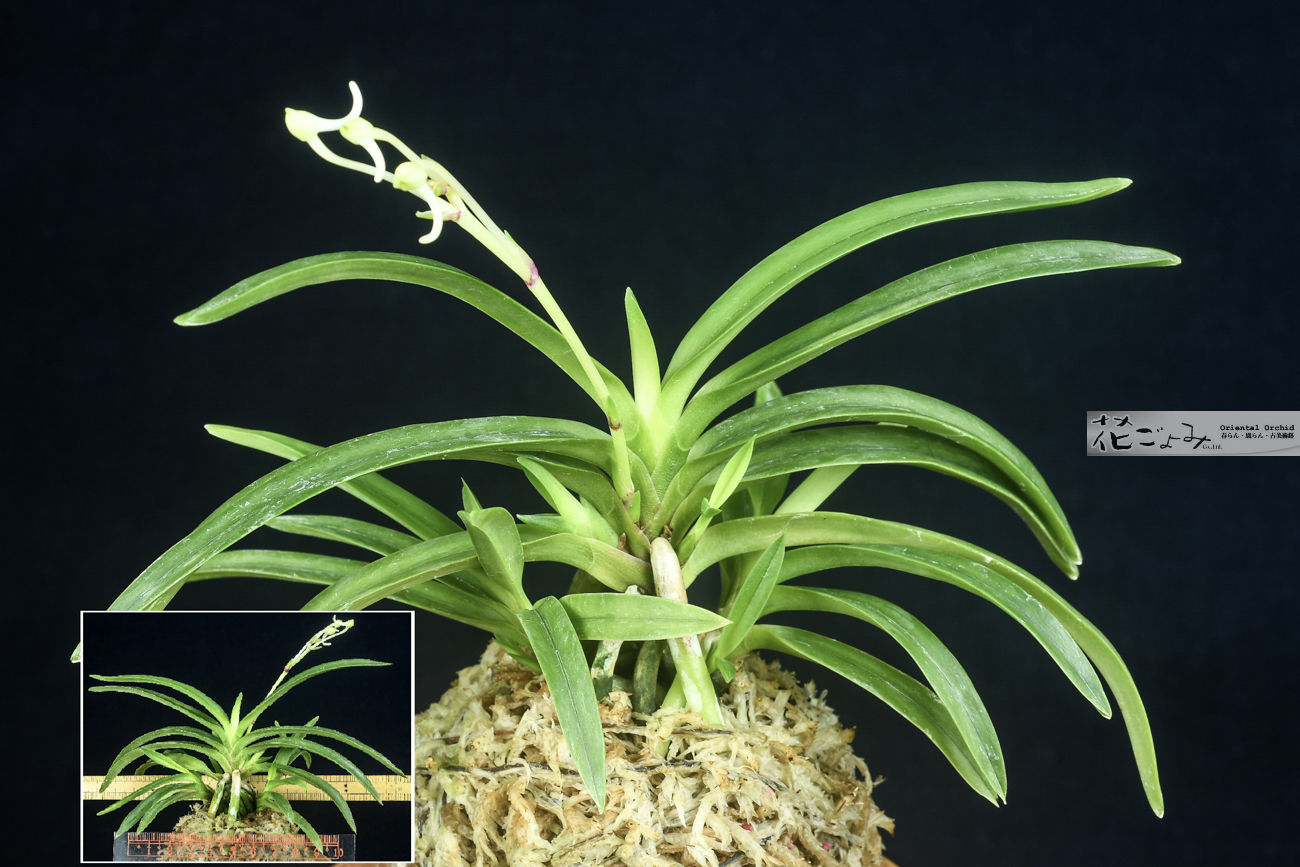 赤根・牡丹芸【夕月】 - 東洋蘭専門店 花ごよみ | 春蘭・富貴蘭など