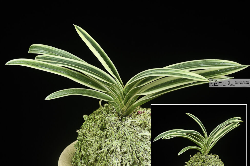 価格-～￥3000 - 東洋蘭専門店 花ごよみ | 春蘭・富貴蘭など通販ならお