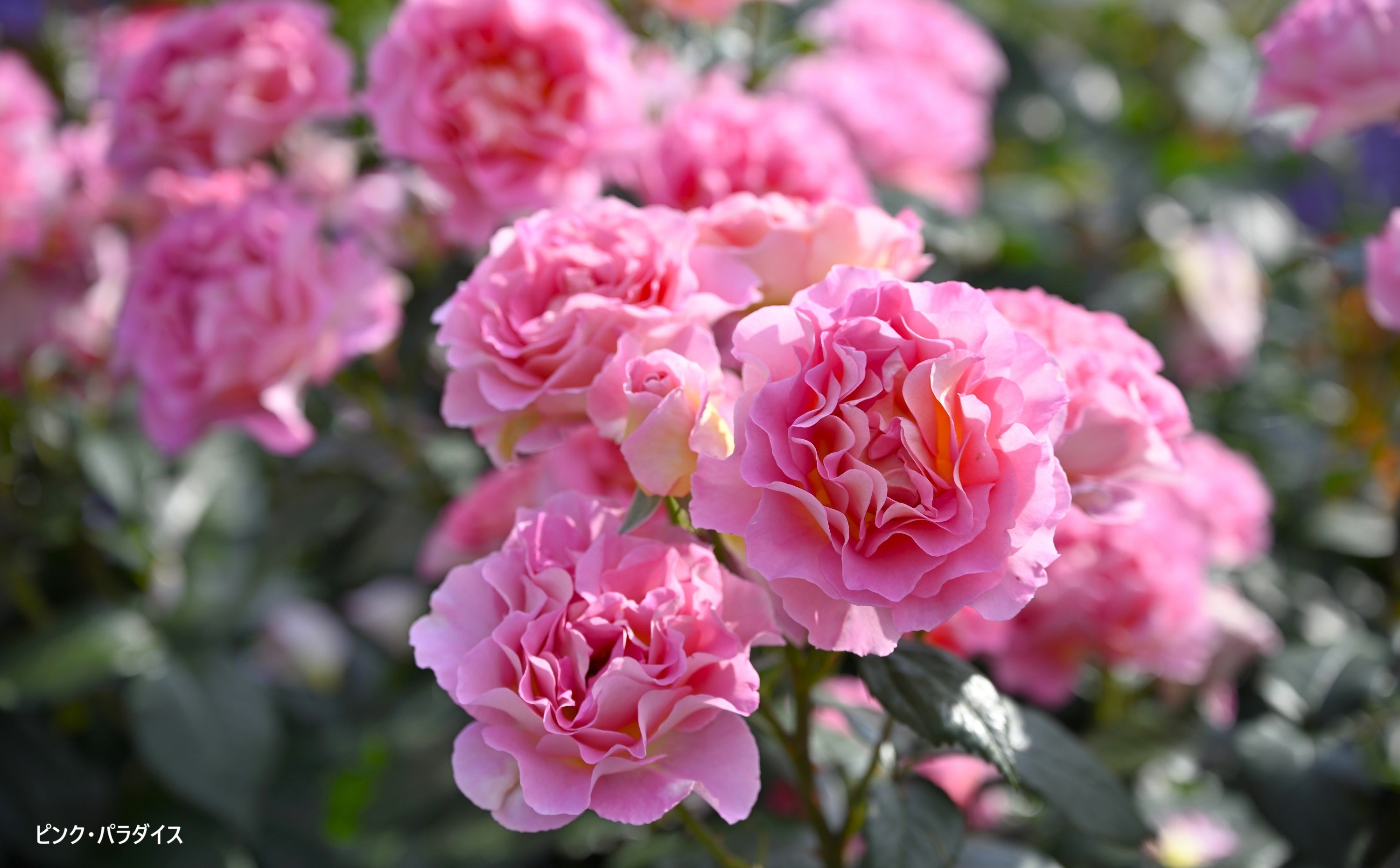 はなはなショップ