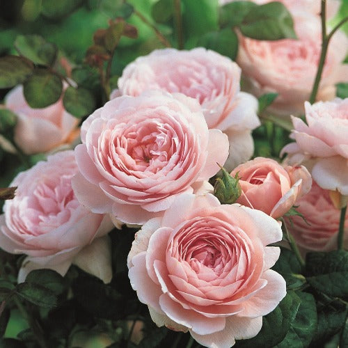 イングリッシュローズ – はなはなショップ