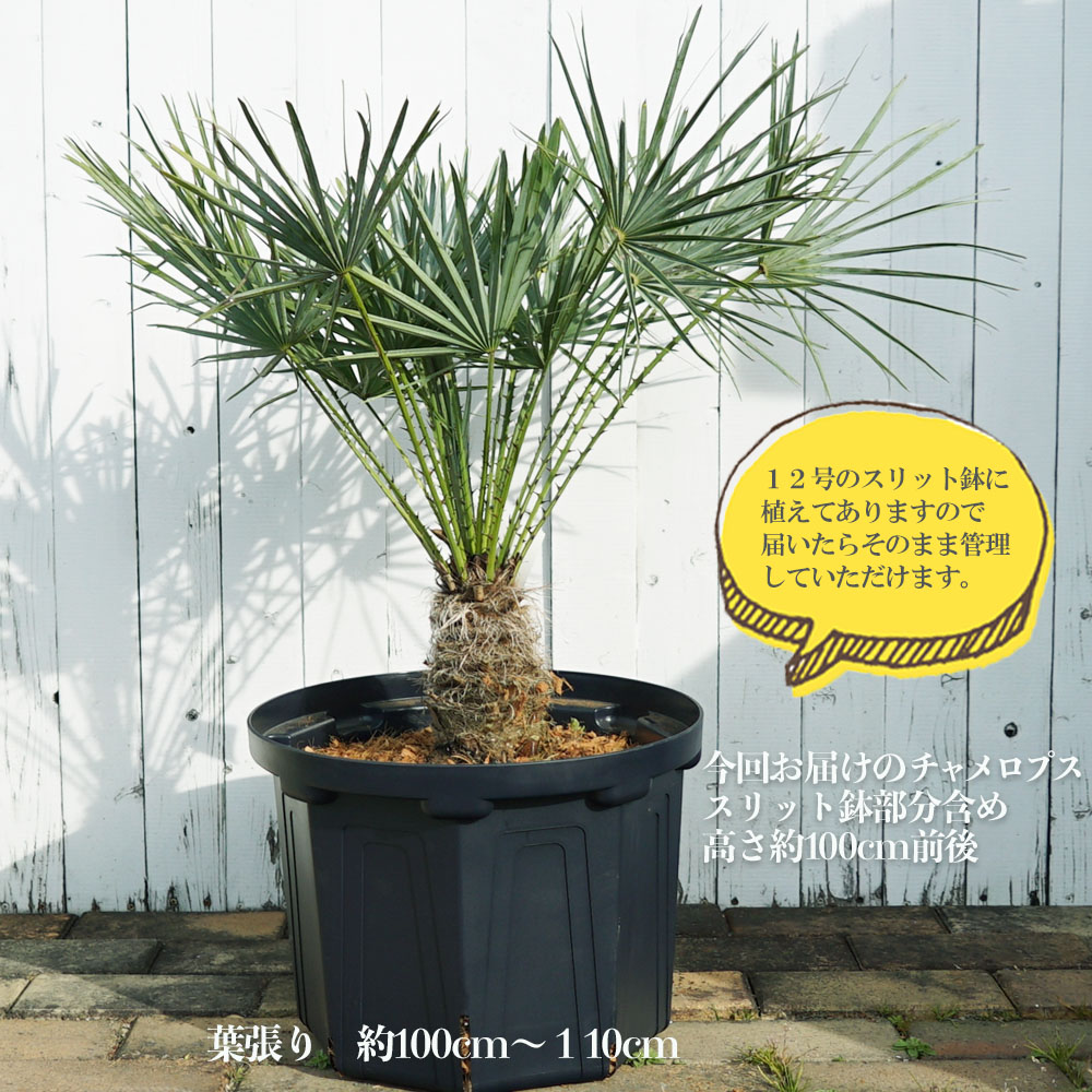 ヤシ チャメロプス フミリス 苗 販売 苗木部 By 花ひろばオンライン