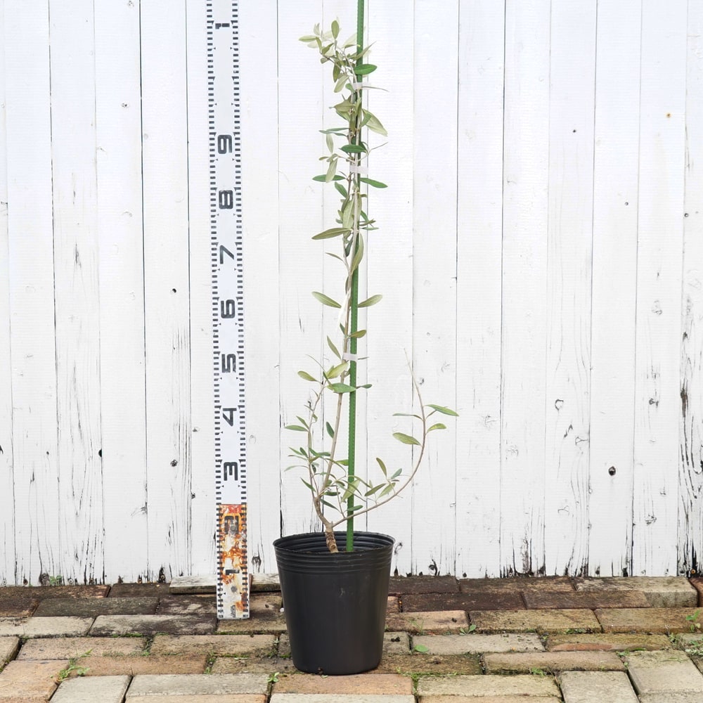 オリーブ カラマタ 苗 販売 苗木部 By 花ひろばオンライン