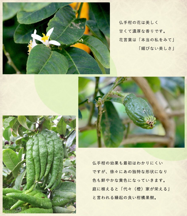 仏手柑 香酸柑橘類 苗 販売 苗木部 By 花ひろばオンライン