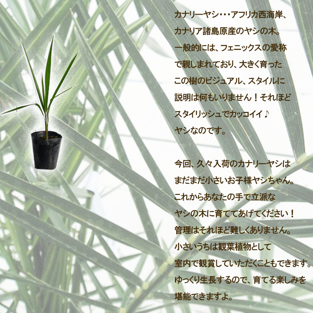 ヤシ カナリーヤシ 苗 おすすめ 苗木部 By 花ひろばオンライン