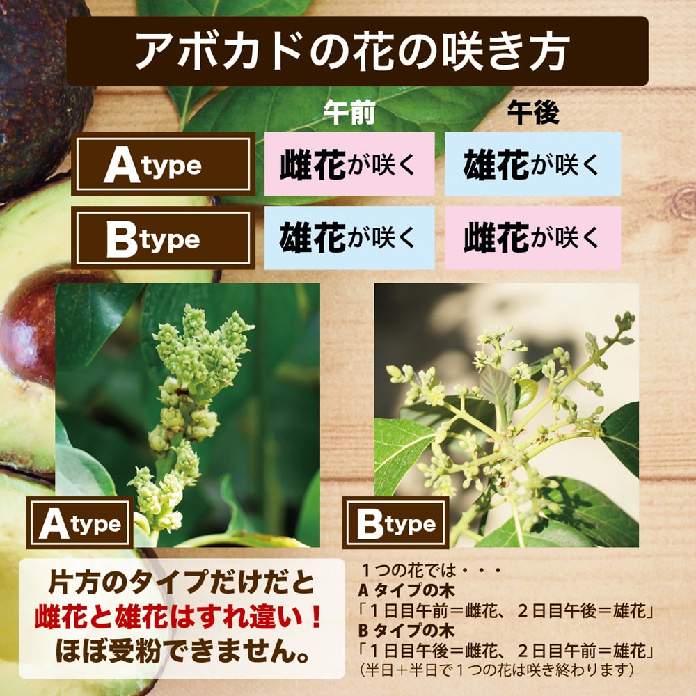 ベーコン 苗 販売 苗木部 By 花ひろばオンライン