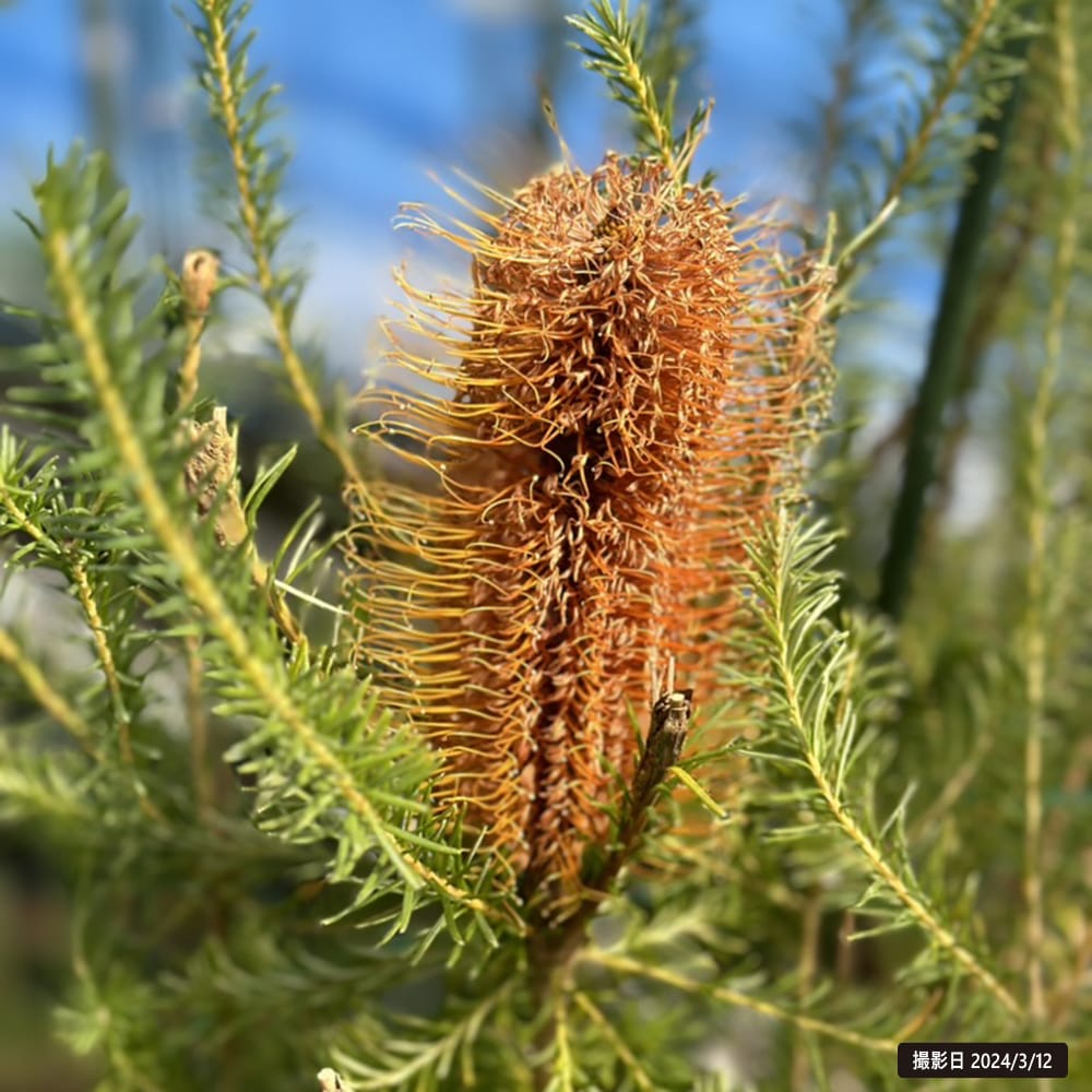 バンクシア エリシフォリアの通販 おすすめ 苗木部 By 花ひろばオンライン