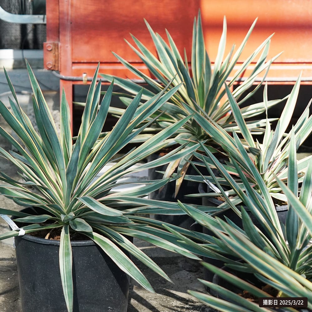 ユッカ グロリオサ バリエガータ 苗 おすすめ 苗木部 By 花ひろば