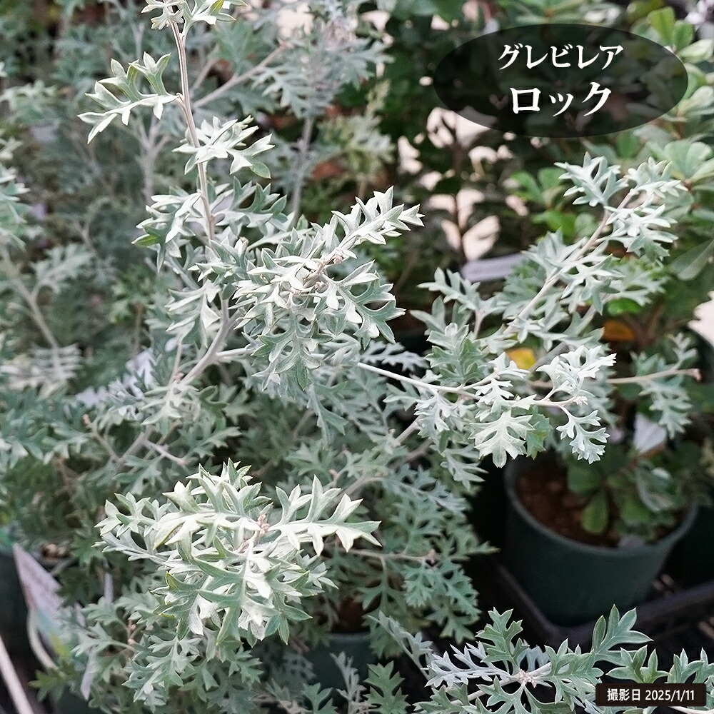 グレビレア ロック 苗 通販 苗木部 By 花ひろばオンライン