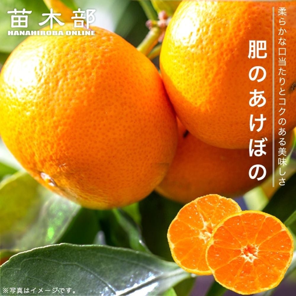 柑橘 温州みかん 日南の姫 苗 販売 苗木部 By 花ひろばオンライン