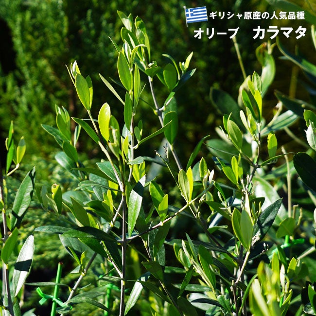 000000055313-01.jpg?size=l&w=