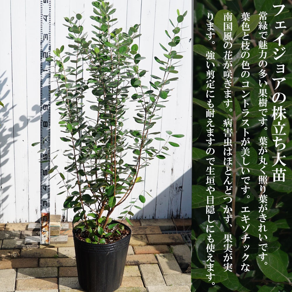 フェイジョア 1.5m 株立ち大苗 【大型宅配便】 沖縄・離島不可 | 苗木