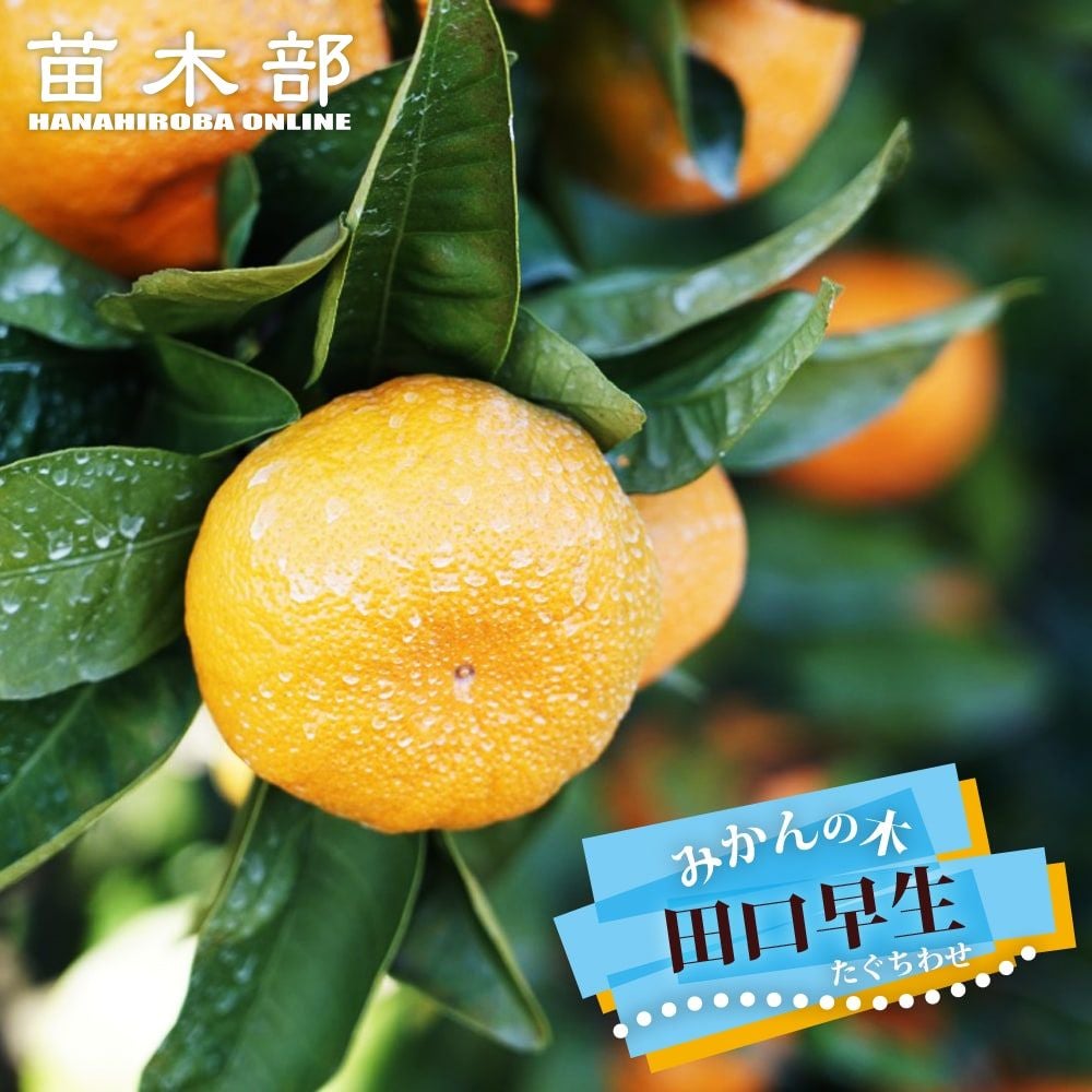 000000004487-01.jpg?size=m&w=