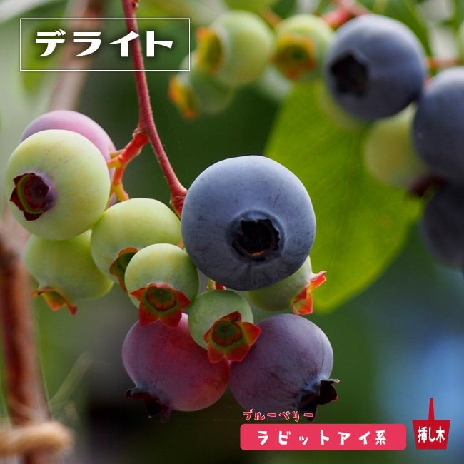 000000004115-01.jpg?size=l&w=