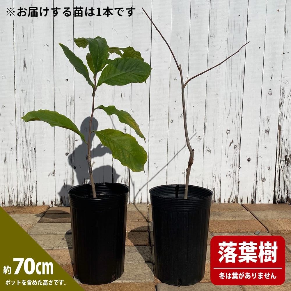 000000001782-02.jpg?size=l&w=