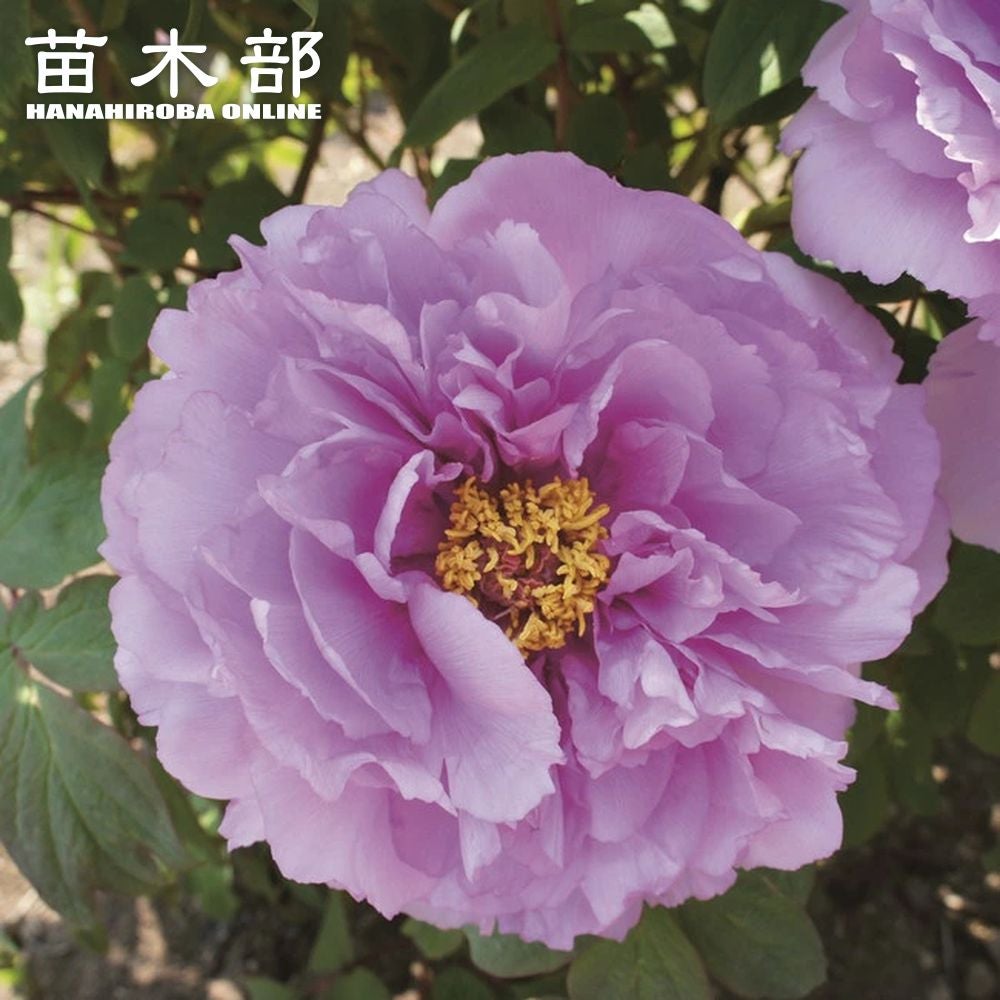 000000002536-01.jpg?size=m&w=