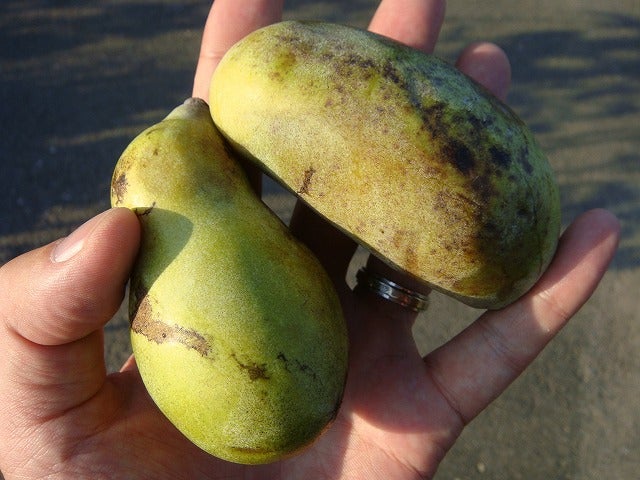 ポポー サンフラワー 苗 通販 苗木部 By 花ひろばオンライン