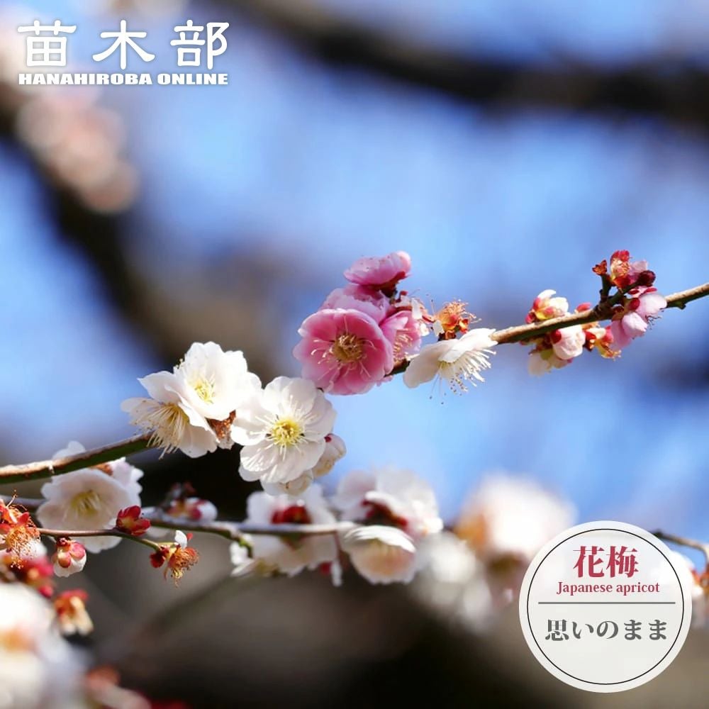 ウメ 鹿児島紅梅 花梅 緋梅系 苗 通販 苗木部 By 花ひろばオンライン