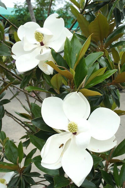 タイサンボク リトルジェム 苗 販売 苗木部 By 花ひろばオンライン