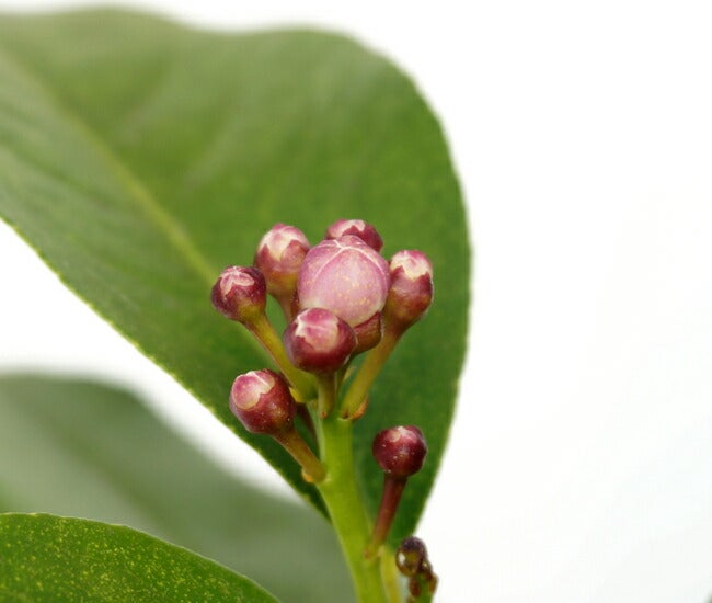 000000032416-02.jpg?size=l&w=