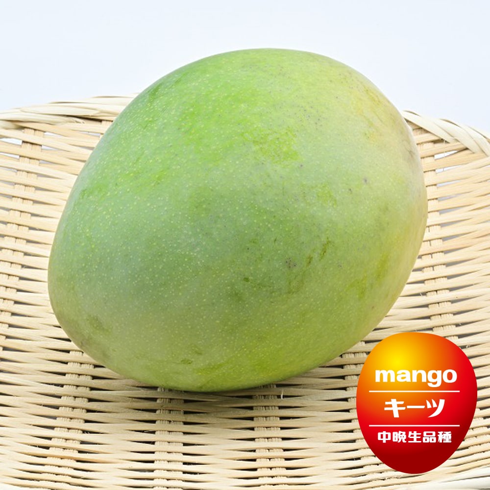 マンゴー苗品種リリー10号 特大