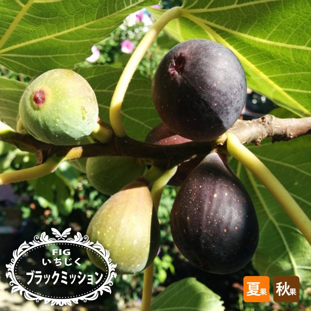 専用】イチジク 穂木 【公式通販】