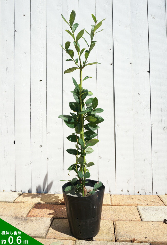 ブルーベリー苗 オニール&シャープブルー大苗2本セット ブルーベリー苗