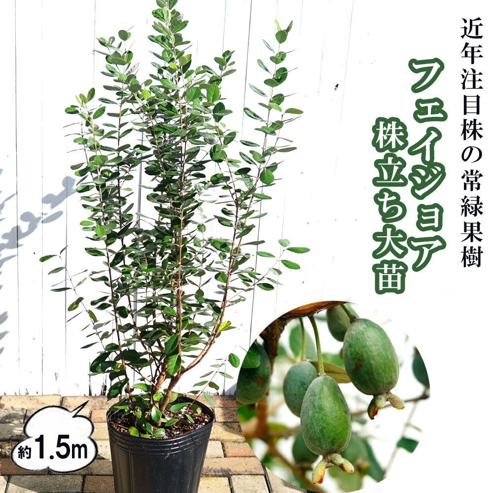 超逸品。フェイジョア株立ち1.5M(鉢底から)品番B 超逸品。フェイジョア