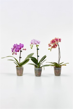 胡蝶蘭 ミディ カララ L 2.5寸 12入/ケース(鉢無し) | 花のギフト通販