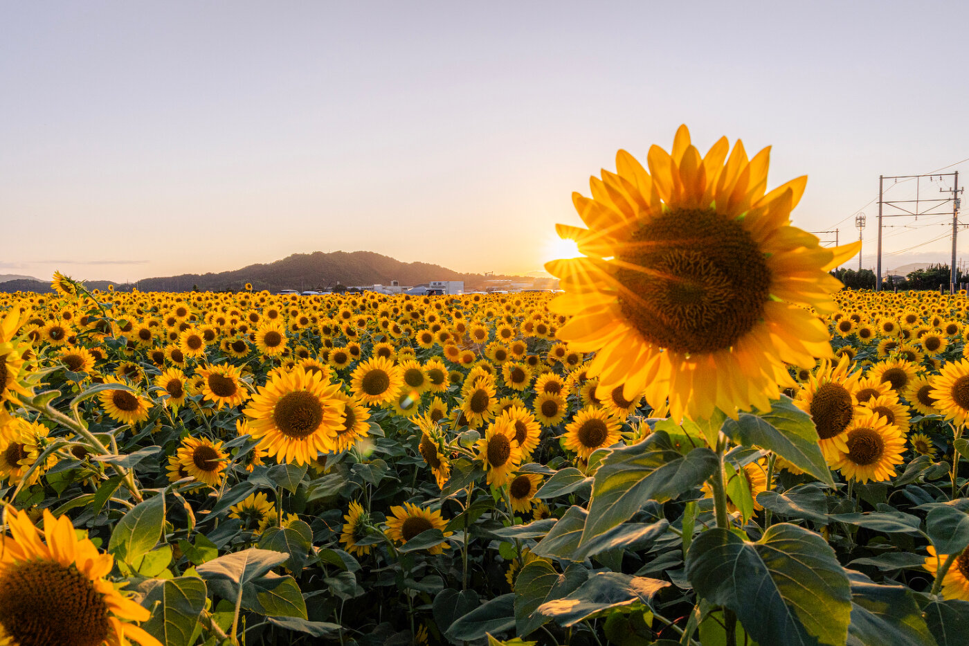 まるで絵画のような夏の一幕 〜東近江市「山梶農園」のひまわり畑