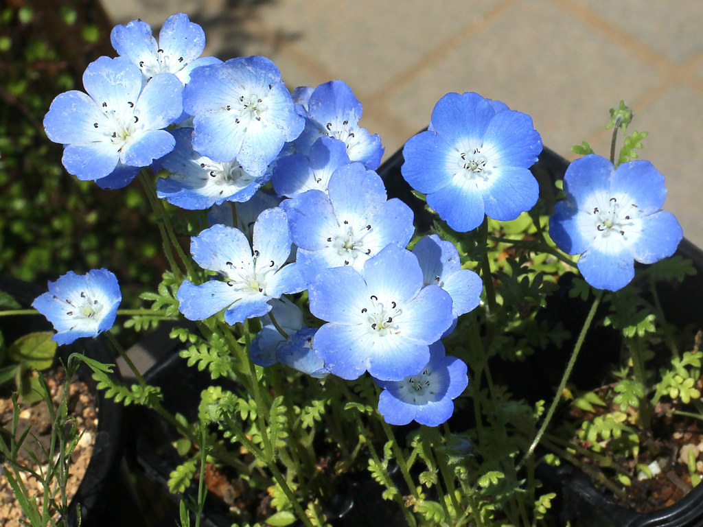 ネモフィラ - 【植物図鑑】 花の名前を調べる - hananani.com