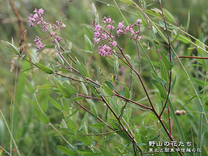 バシクルモン - 野山の花たち 東北と関東甲信越の花