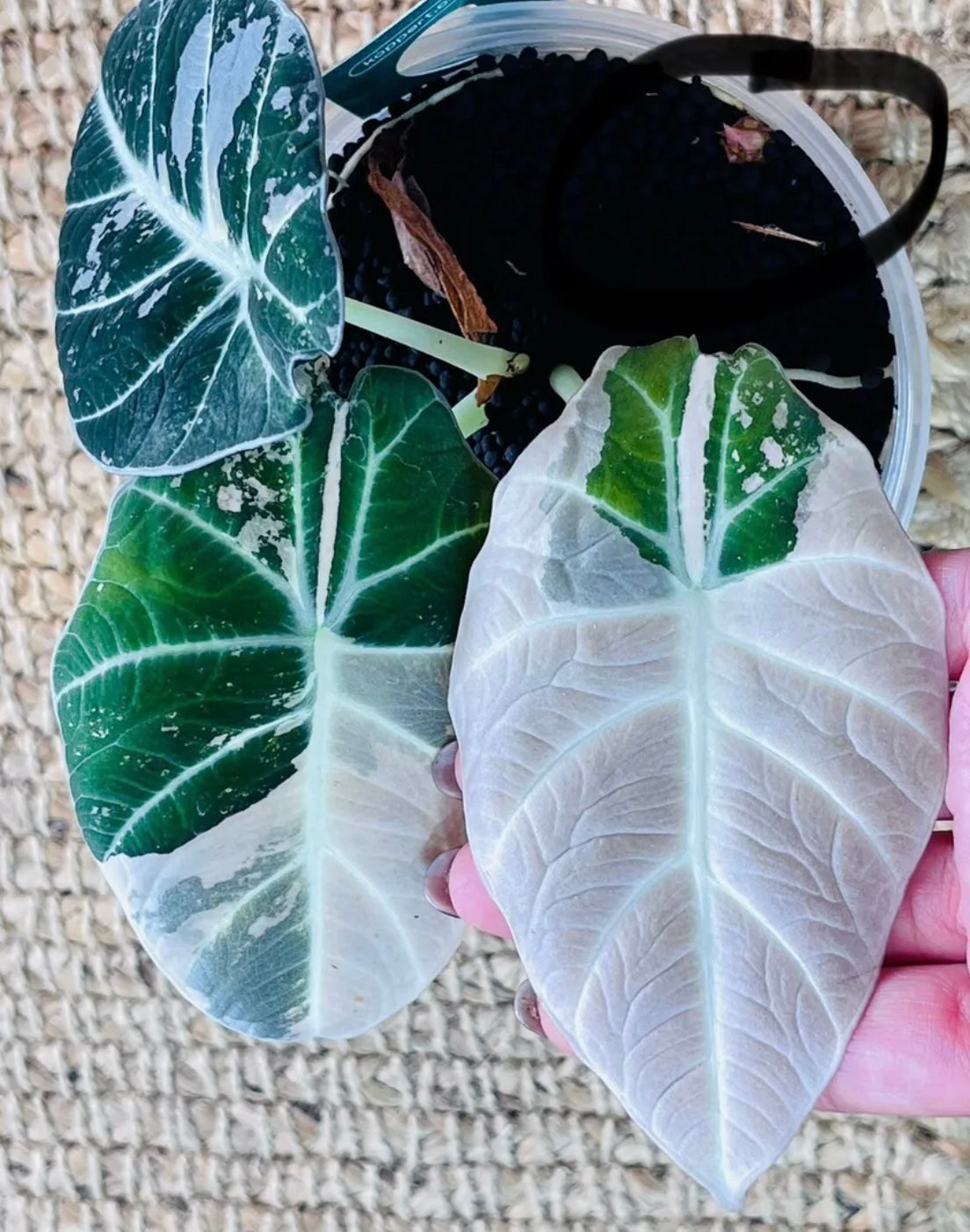 Alocasia Black Velvet Pink Variegated – HappiestPlants