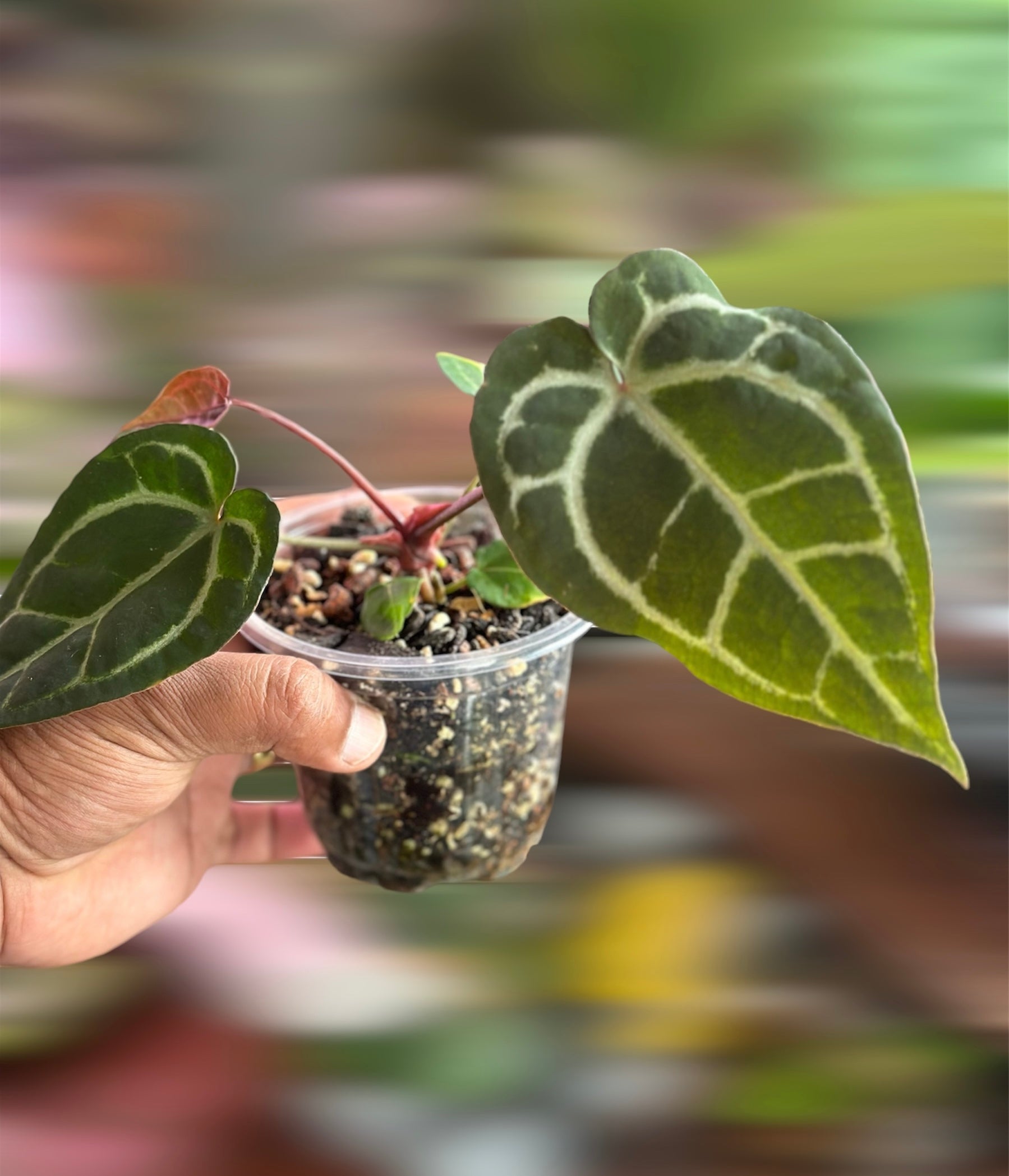 Anthurium Ace of Spades (AOS) x MxZ – HappiestPlants