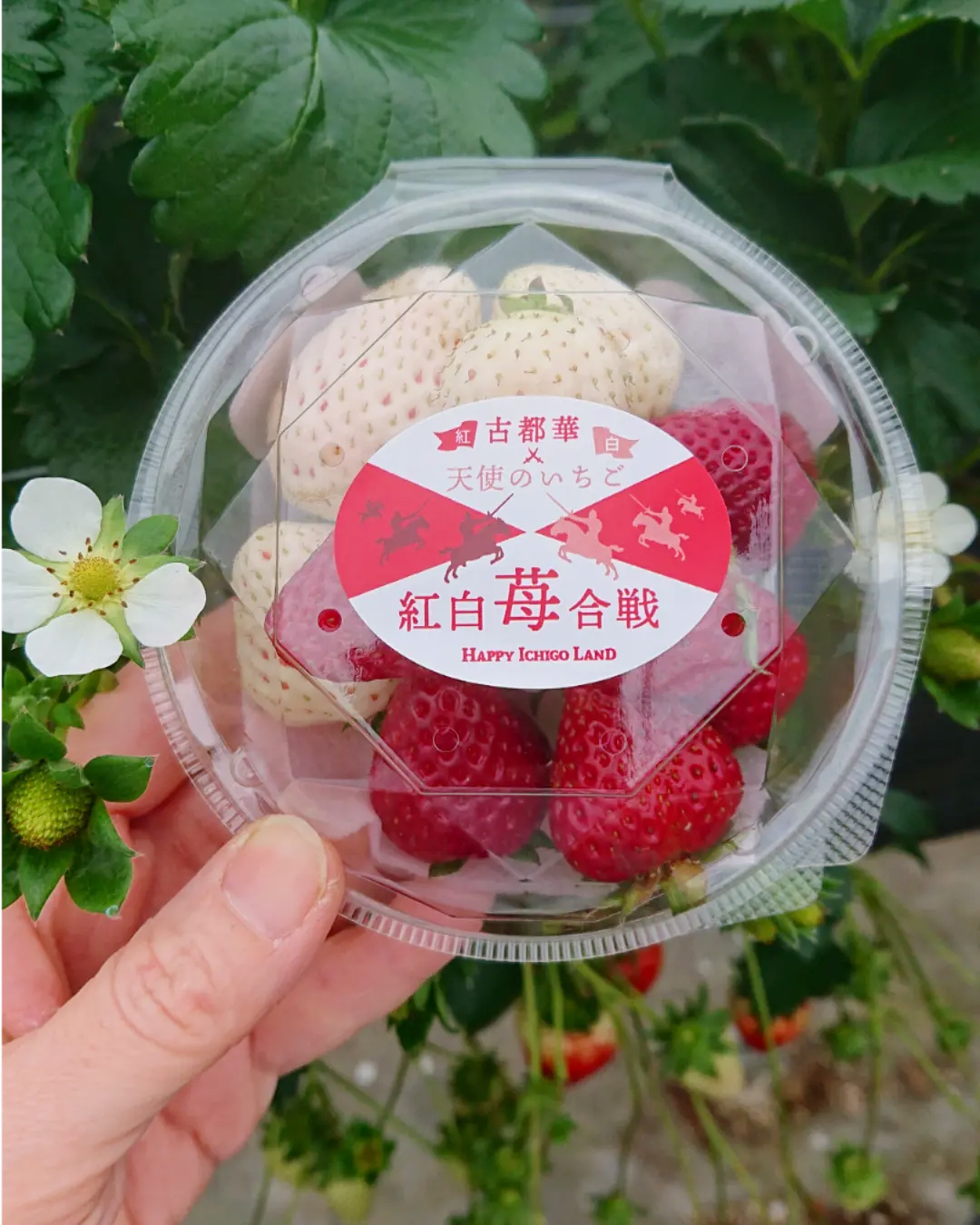 商品情報 - HAPPY ICHIGO LAND 幸せ届けるイチゴ農園