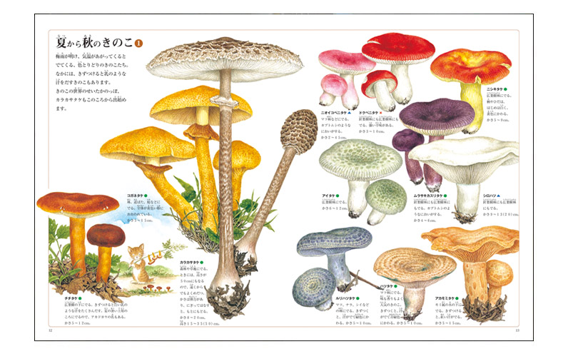 きのこの絵本 : ちいさな森のいのち | ハッピーオウル社
