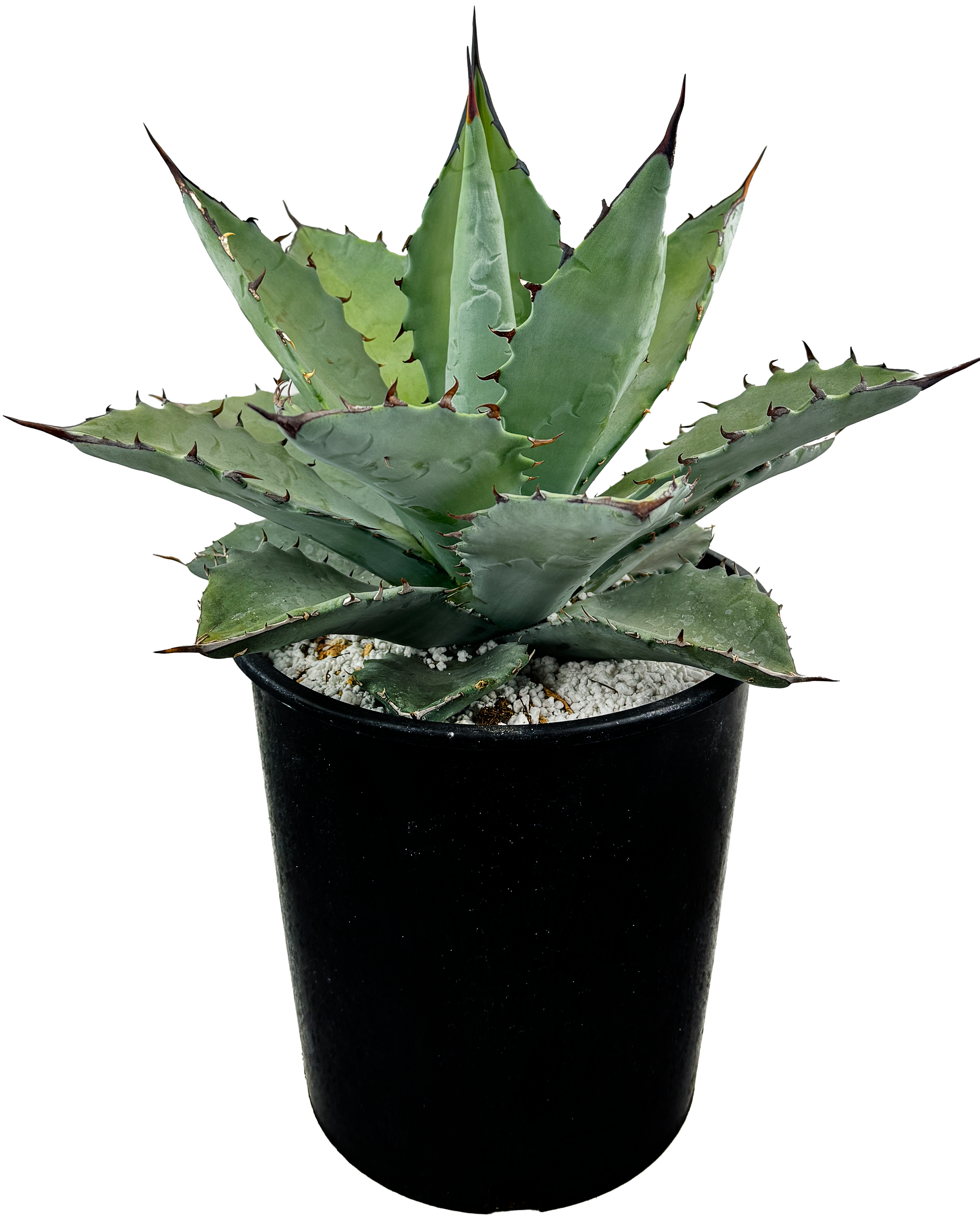 Agave hybrid 'Dakota' - Agave titanota x margaritae – Happy Valley