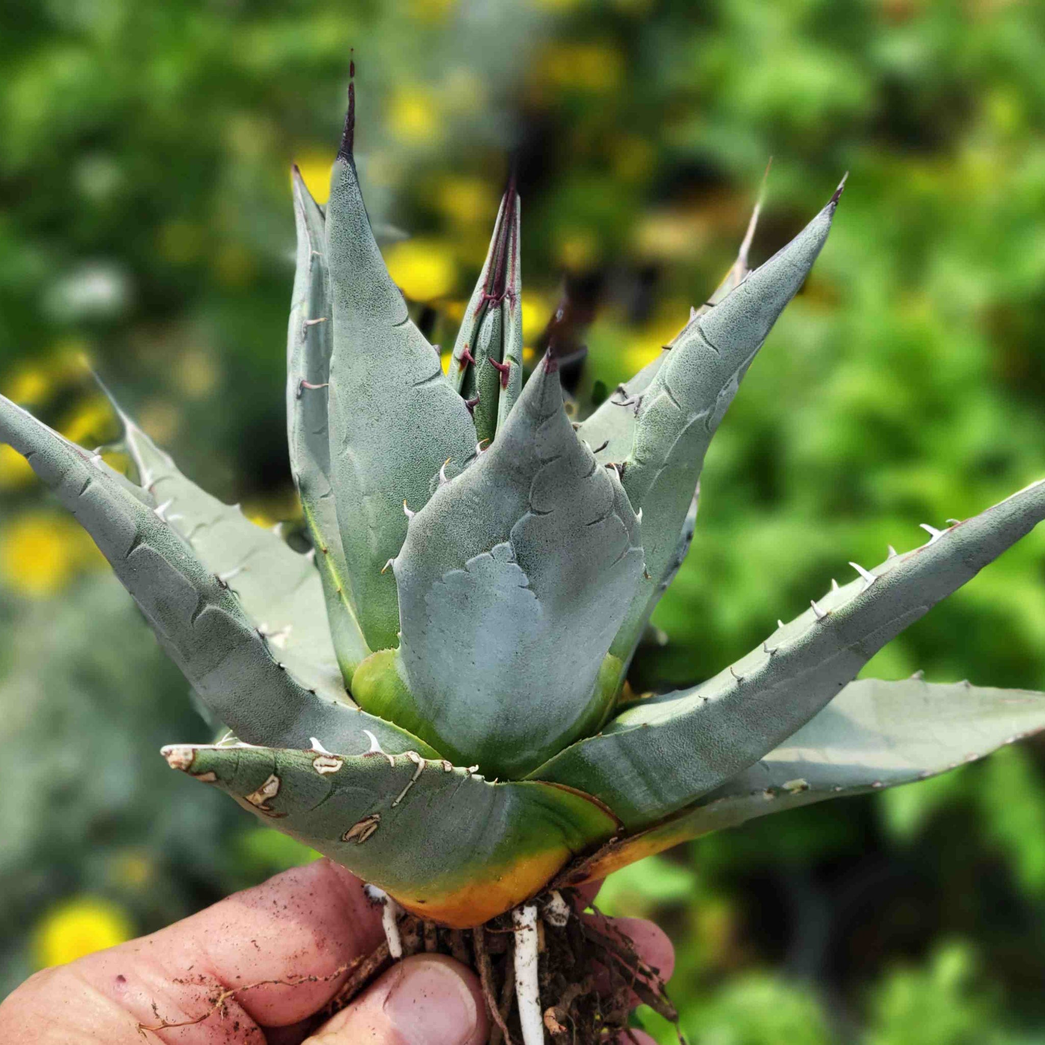 Agave parryi v. neomexicana - New Mexico Agave – Happy Valley Plants