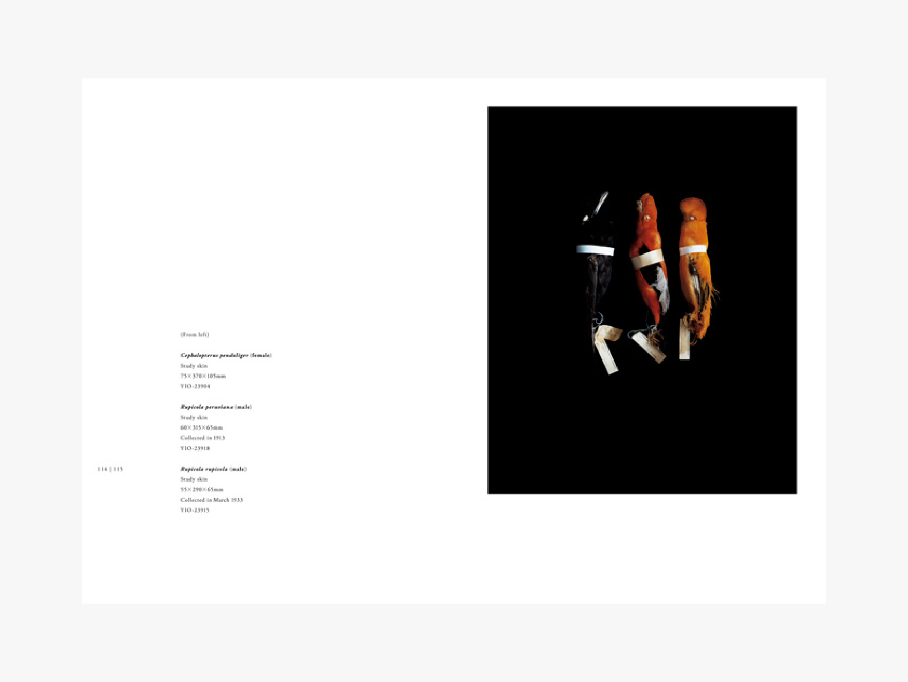 BIOSOPHIA of BIRDS　鳥のビオソフィア　 上田義彦　2008年 BIOSOPHIA of BIRDS 鳥のビオソフィア - 東京大学出版会