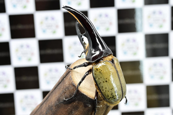 ヘラクレスオオカブト_ヘラクレス ヘラクレス 極太極短系統 ペア