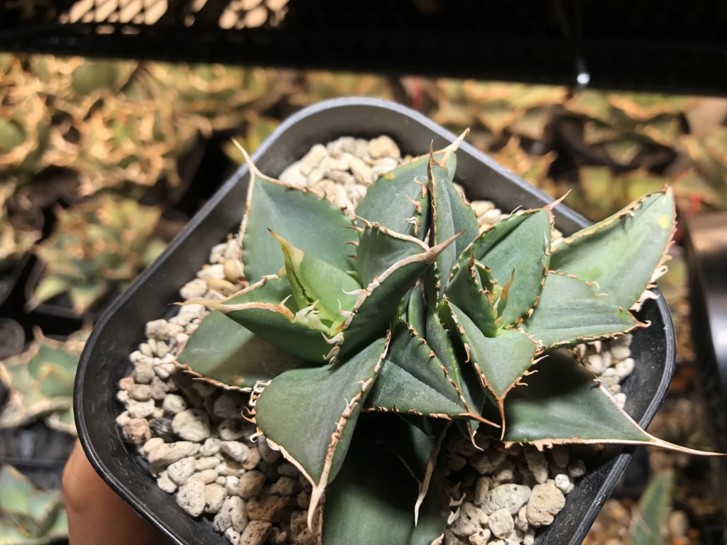 アガベ海王 from 龍球荟｜双頭化・兄弟分離・葉焼け・再生の育成記録