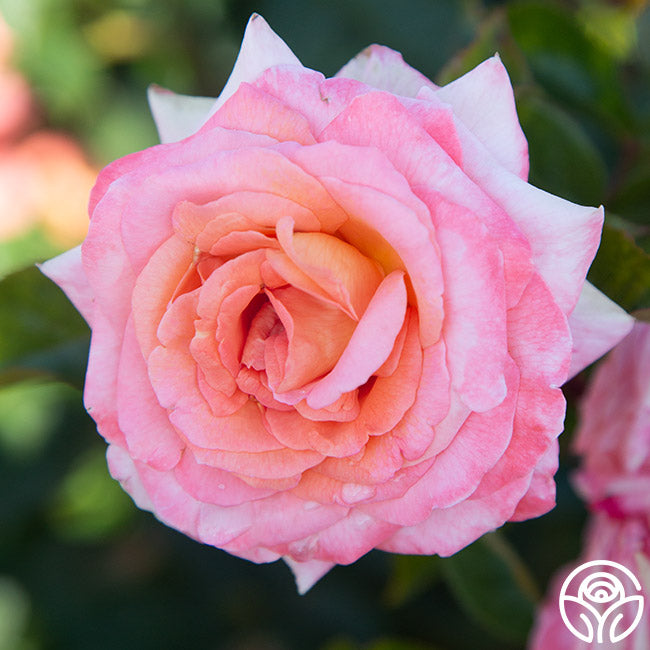 Paul Shirville Hybrid Tea Rose | Fragrant Rose Plant – Heirloom Roses