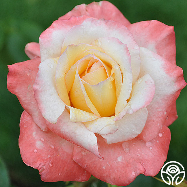 Gemini Hybrid Tea Rose | Fragrant Rose Plant – Heirloom Roses