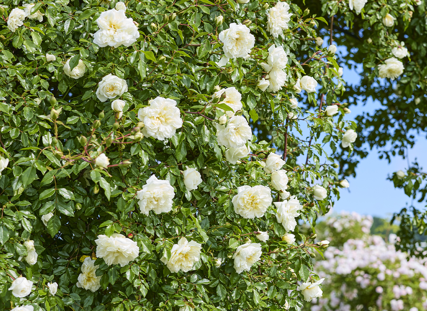 アルベリック バルビエ – Albéric Barbier | 姫野ばら園八ヶ岳農場
