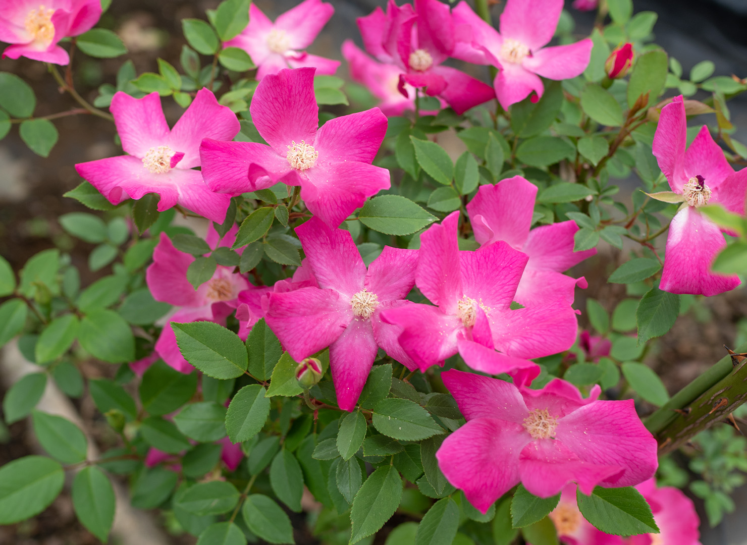 シングル ピンク チャイナ – Single Pink China | 姫野ばら園八ヶ岳農場