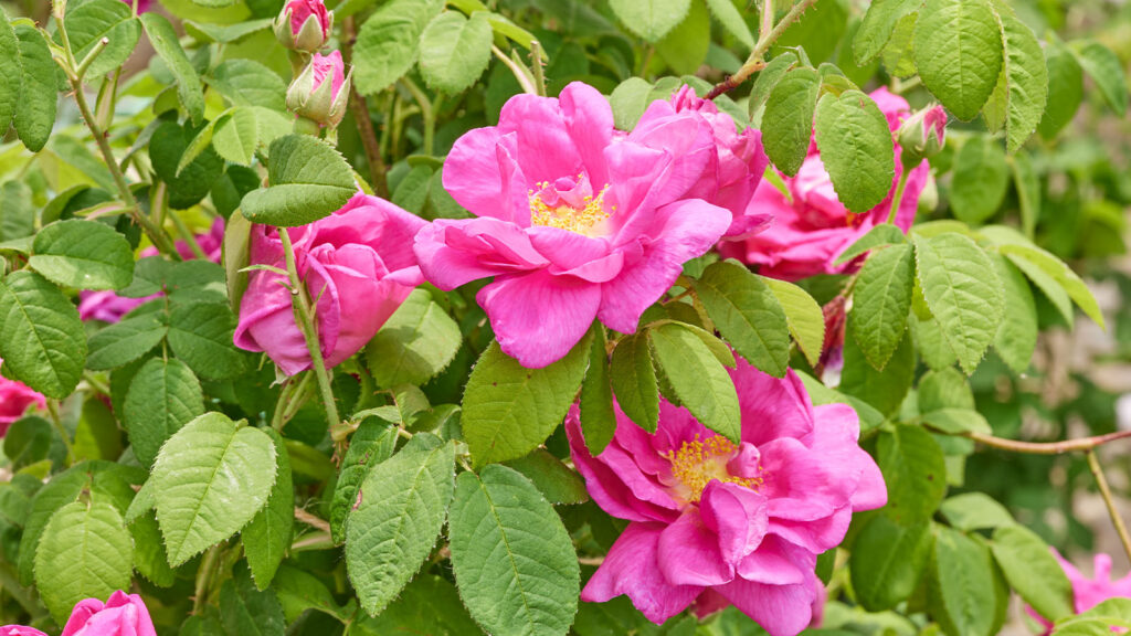 1月号】歴史を彩る伝統のばら 赤ばらの祖-ガリカローズ | 姫野ばら園