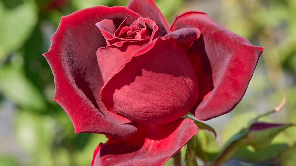 9月号】赤ばらに輝く歴史と人類の希望 | 姫野ばら園八ヶ岳農場