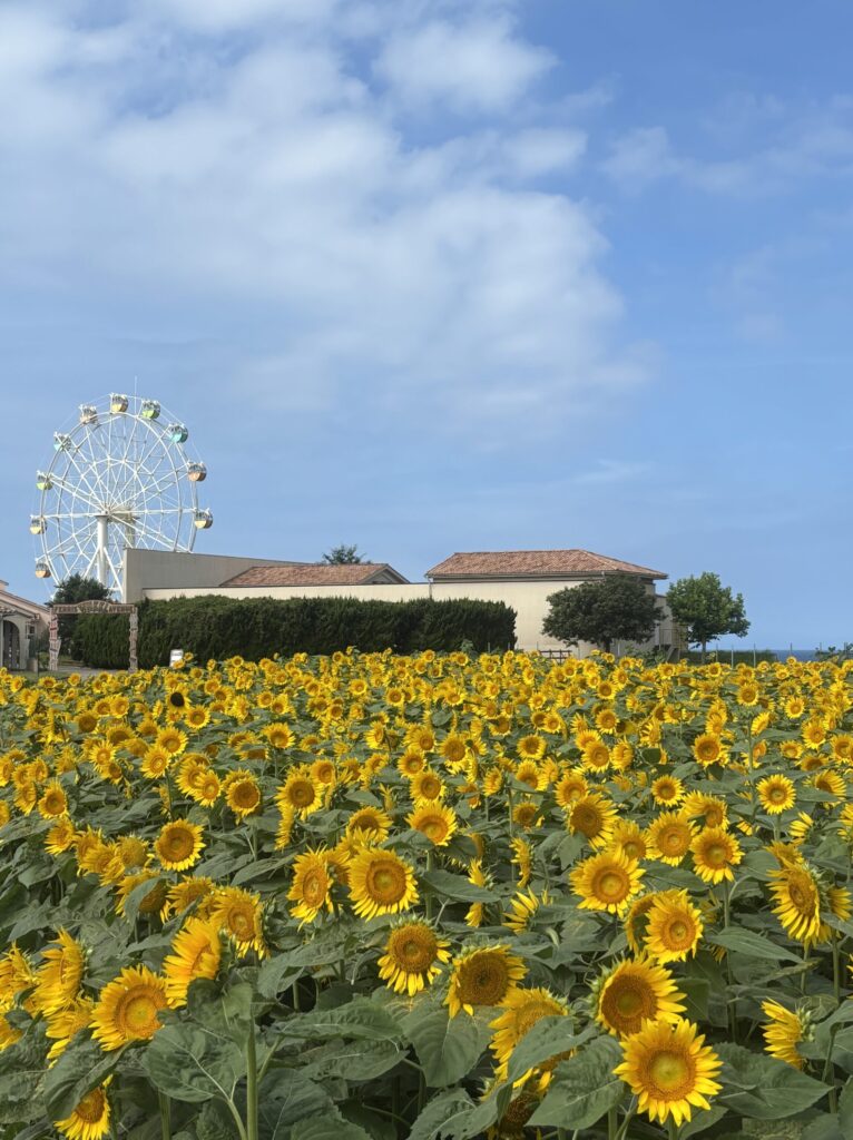 横須賀・ソレイユの丘】10万本のヒマワリが今週末に見頃へ。一面に